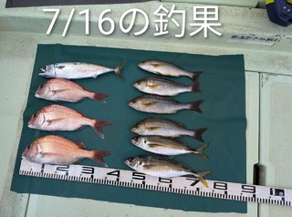 マダイ