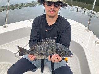 クロダイ