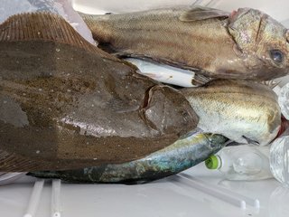 イシナギ