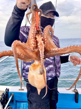 タコ
