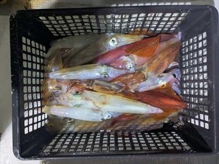 アカイカ
