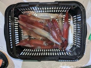 アカイカ