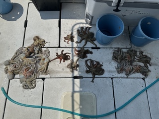 タコ