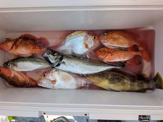 ウッカリカサゴ