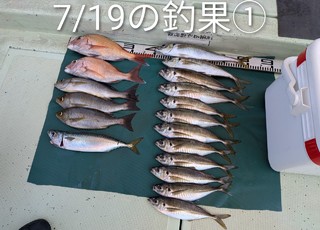 マダイ