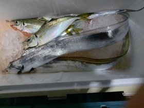 タチウオ