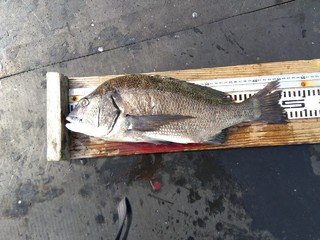 チヌ