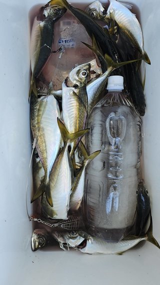 アジ