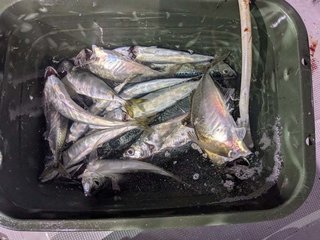 アカイカ