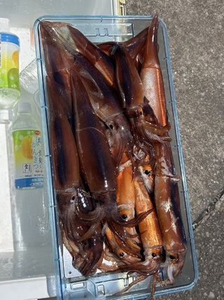 スルメイカ