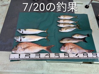 マダイ