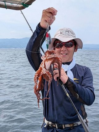 マダコ