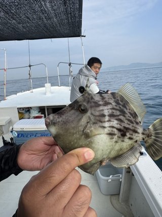 カワハギ