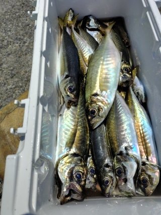アジ