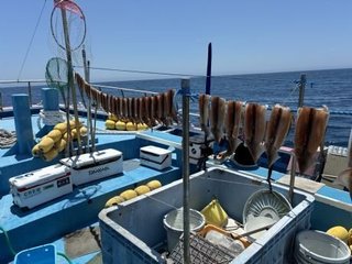 スルメイカ