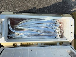タチウオ