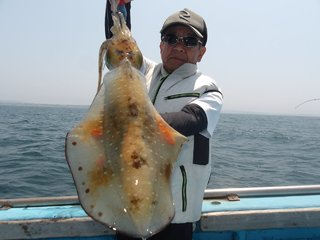 アオリイカ