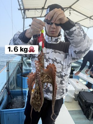 マダコ