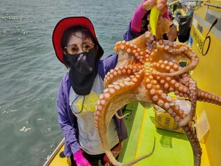 マダコ