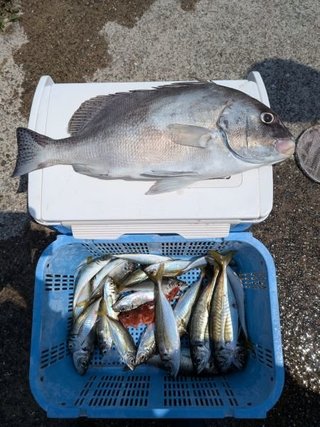 コショウダイ