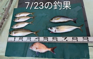 マダイ