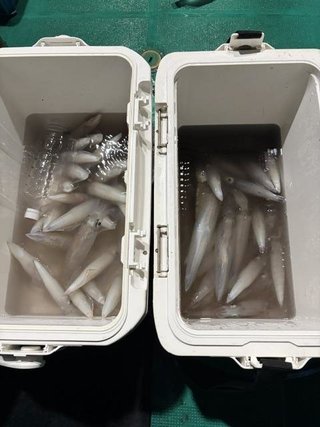 アカイカ