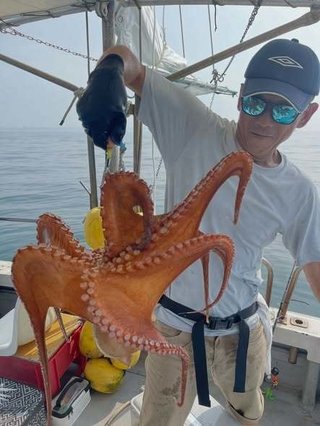 タコ