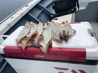 スルメイカ