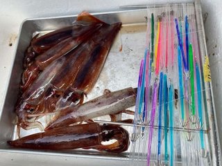 スルメイカ