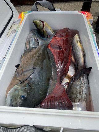 シマアジ
