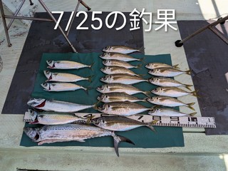 サワラ