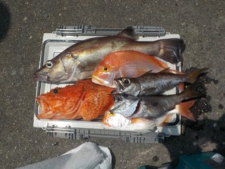 アラ