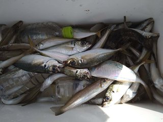 アジ