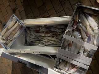 ケンサキイカ