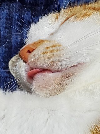 アジ
