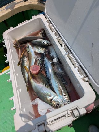 アジ