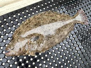 ヒラメ
