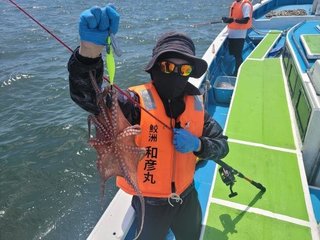 タコ