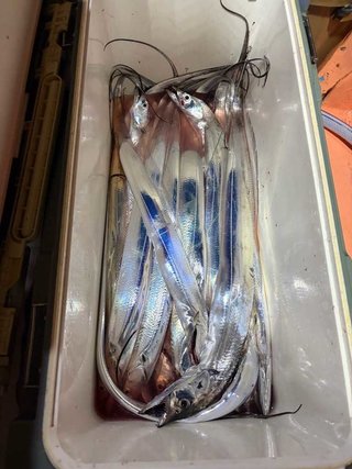 タチ