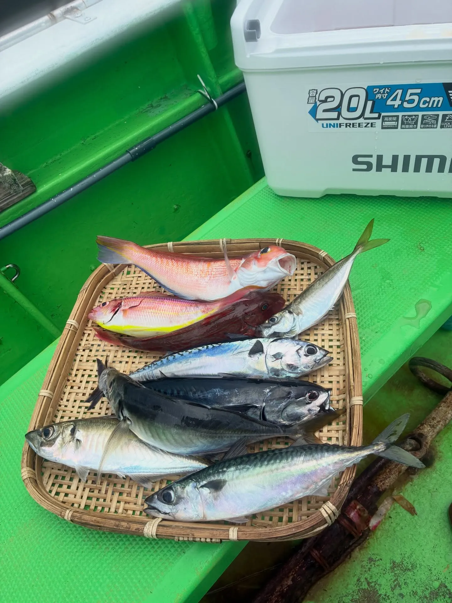 アジ