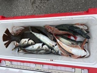 ヒラメ