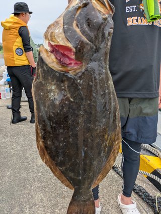 ヒラメ
