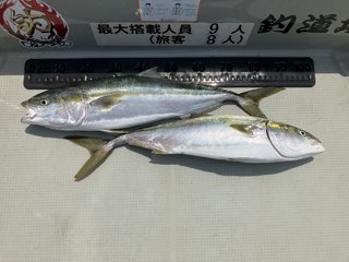 ブリ