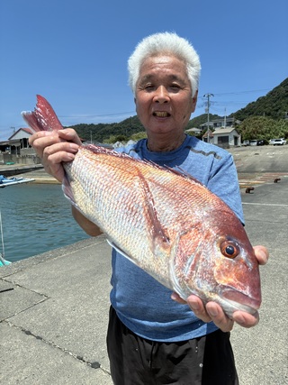 マダイ