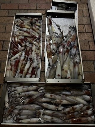 ケンサキ