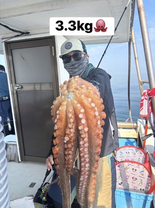 マダコ