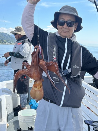 マダコ