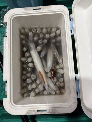 アカイカ