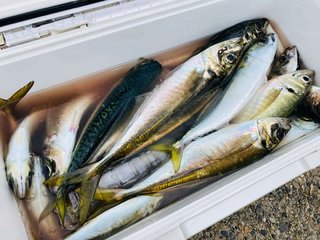 アジ