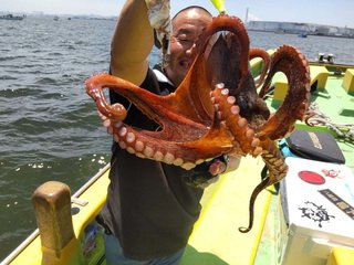 マダコ